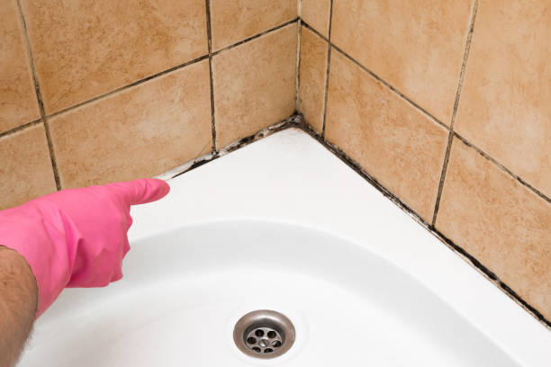 Best Basement Mold Remediation in Perkins, OK